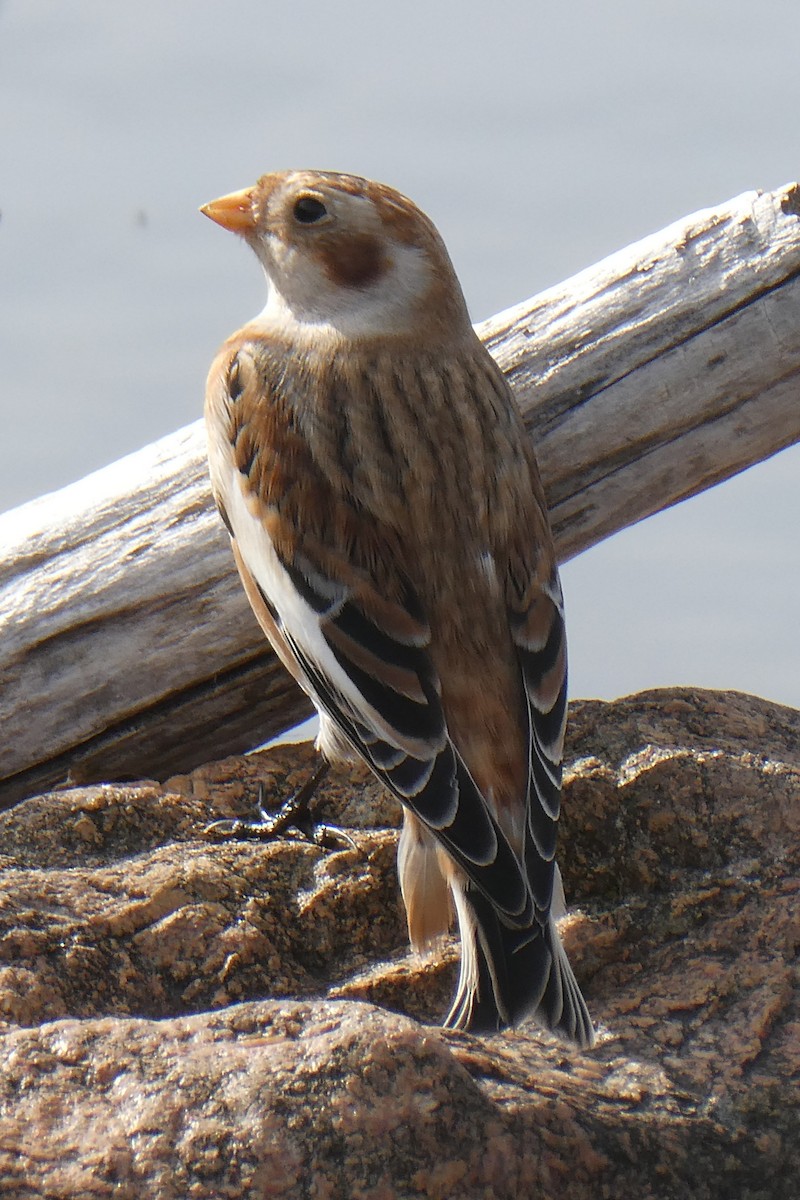Snow Bunting - ML644285490
