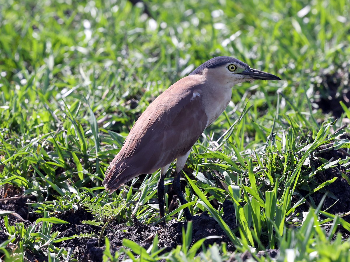 kvakoš rezavý - ML644285503