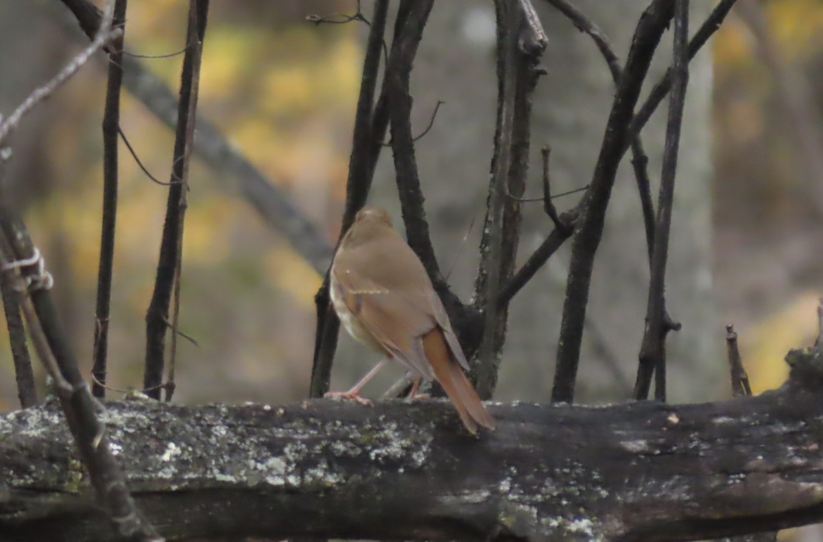 Hermit Thrush - ML644285504