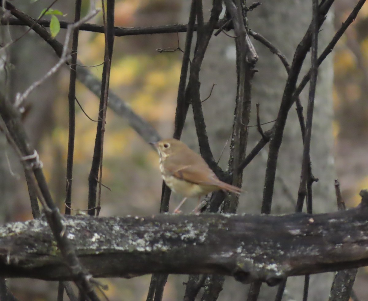 Hermit Thrush - ML644285505