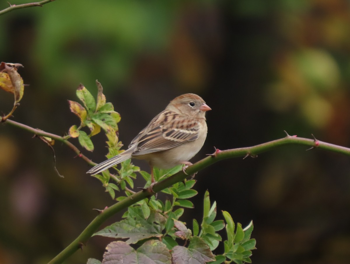 Field Sparrow - ML644285513