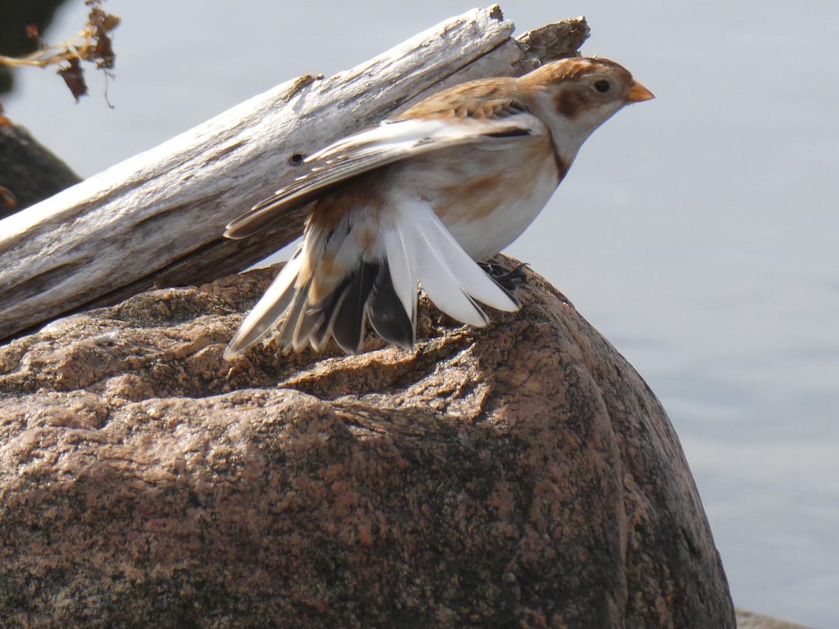 Snow Bunting - ML644285523