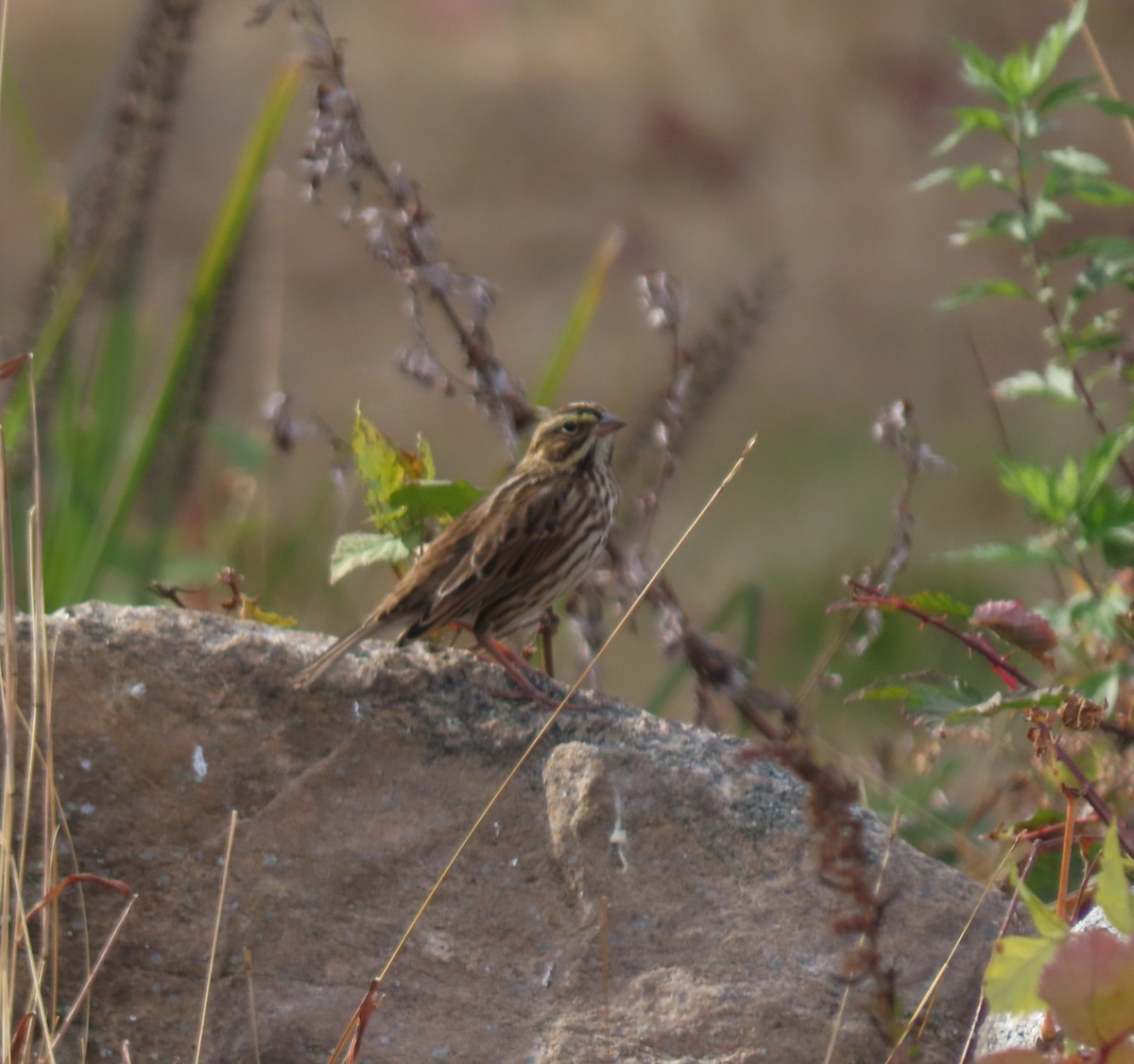 稀樹草鵐 - ML644285524