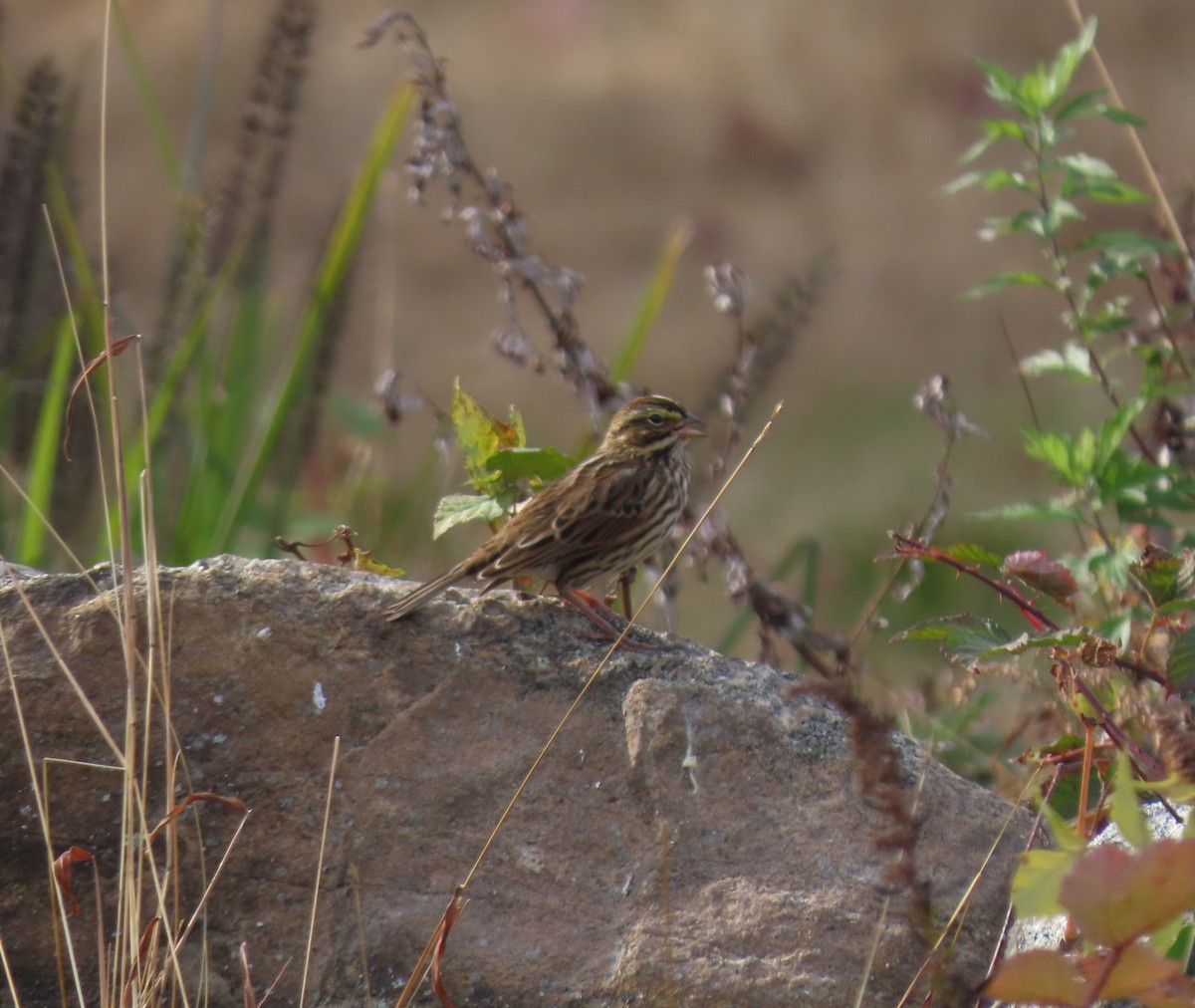 稀樹草鵐 - ML644285525