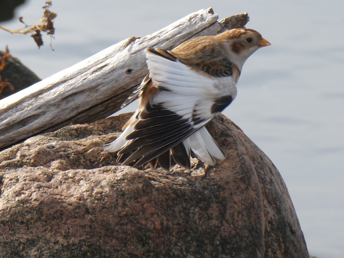 Snow Bunting - ML644285532