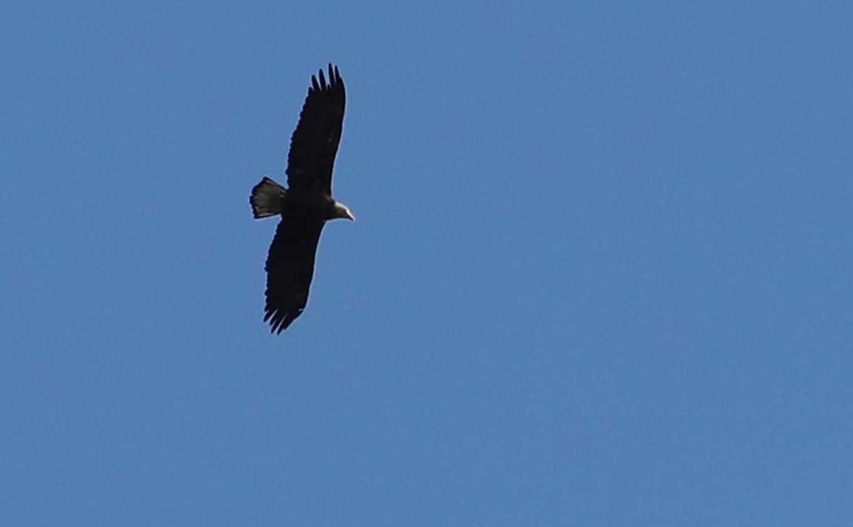 Bald Eagle - ML644285533