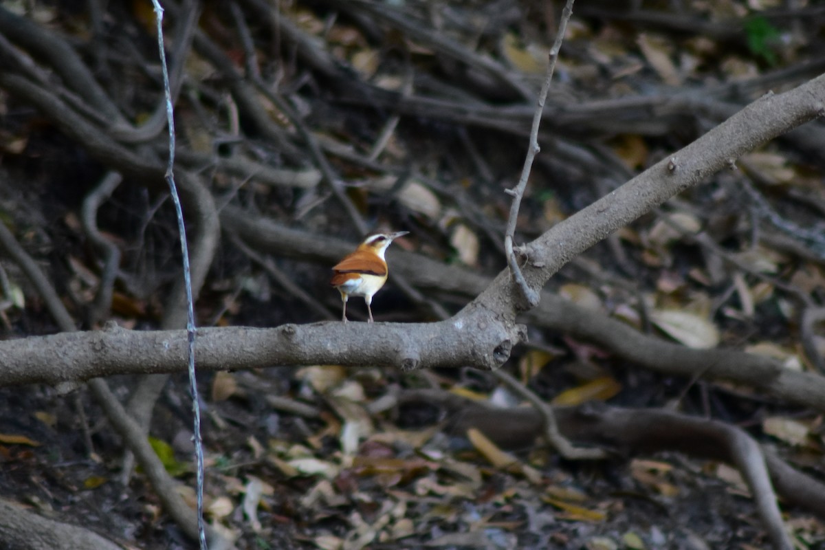 Pale-legged Hornero - ML644285536