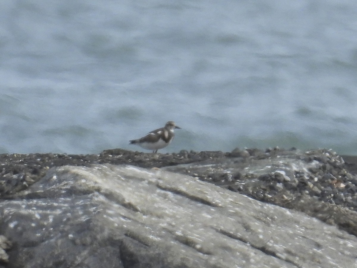 Ruddy Turnstone - ML644285537