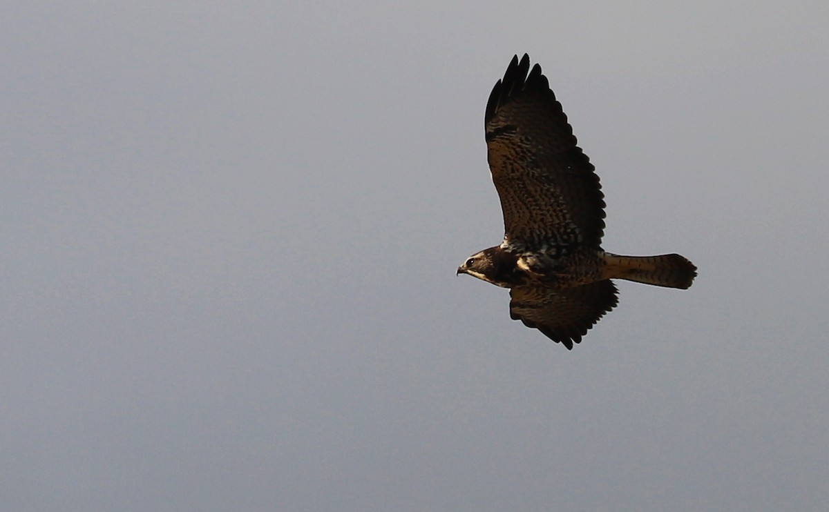 Swainson's Hawk - ML644285538