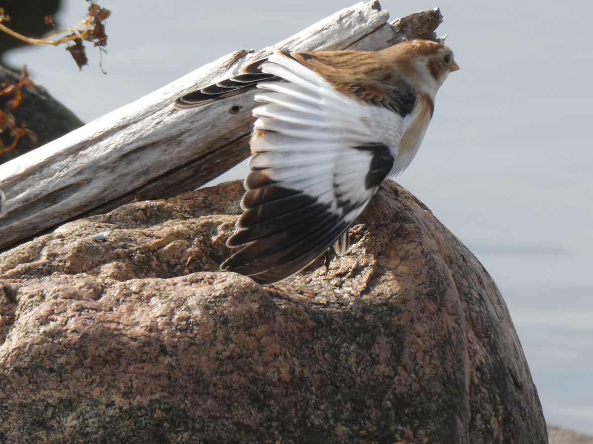 Snow Bunting - ML644285541