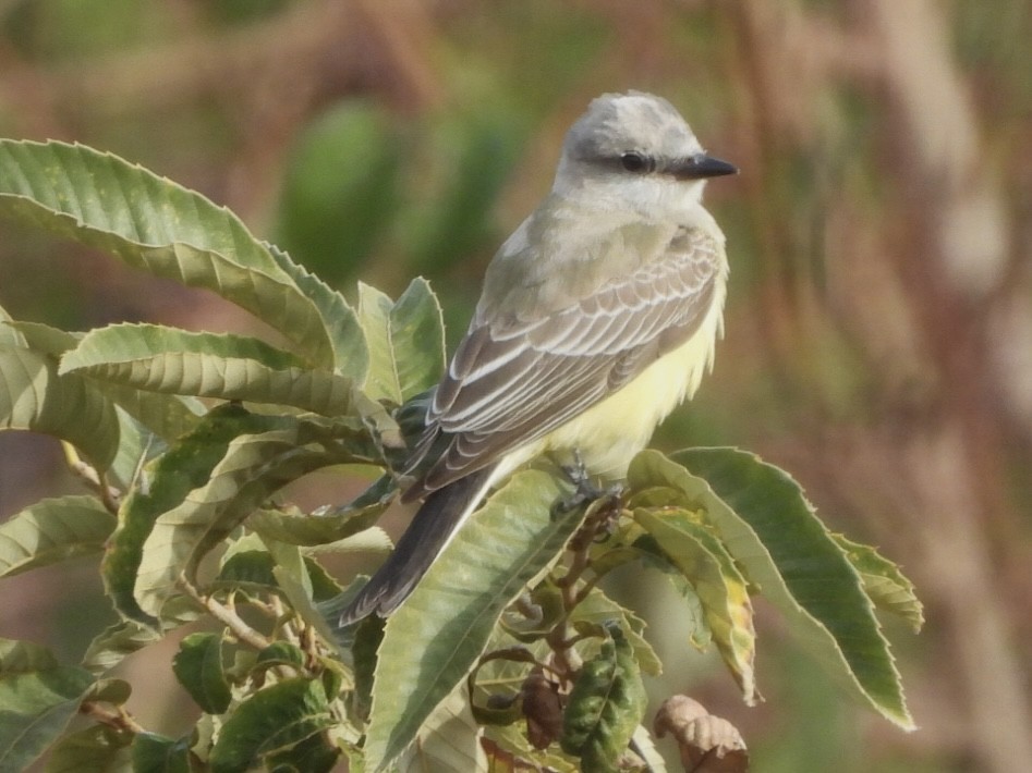 Western Kingbird - ML644285553