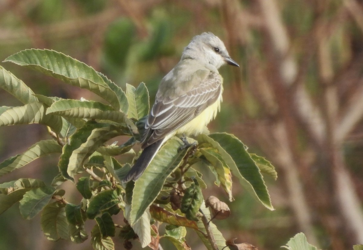 Western Kingbird - ML644285554