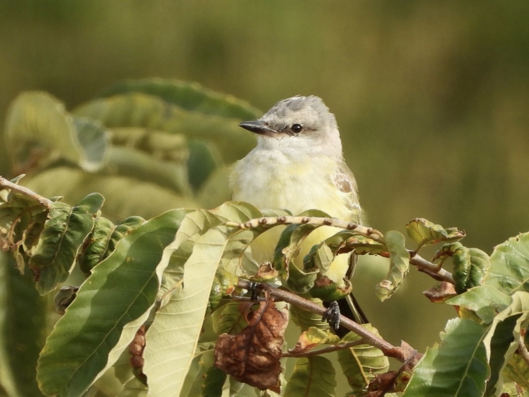 Western Kingbird - ML644285555