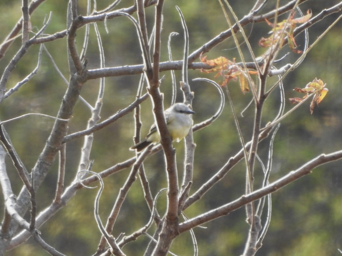 Western Kingbird - ML644285556