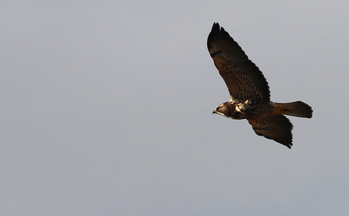 Swainson's Hawk - ML644285566