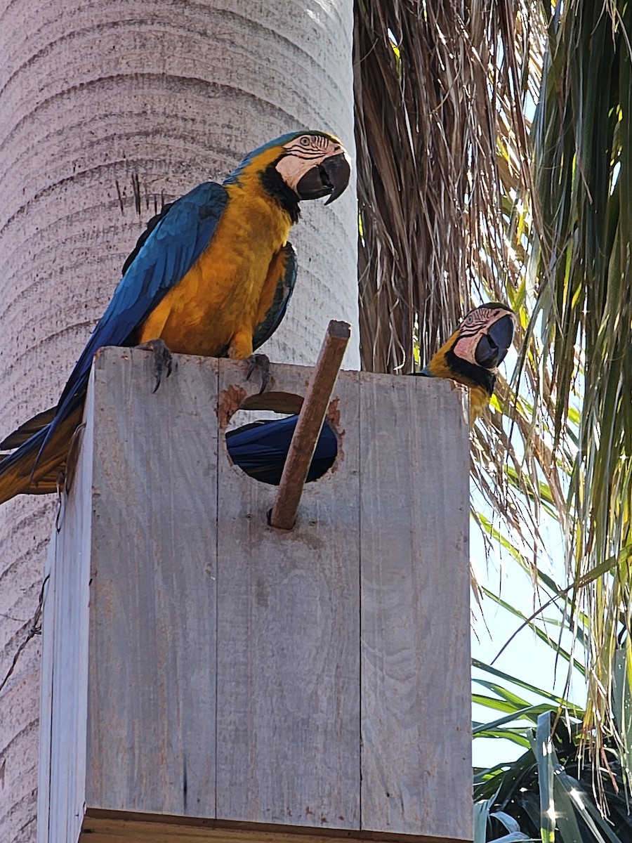 Blue-and-yellow Macaw - ML644285567