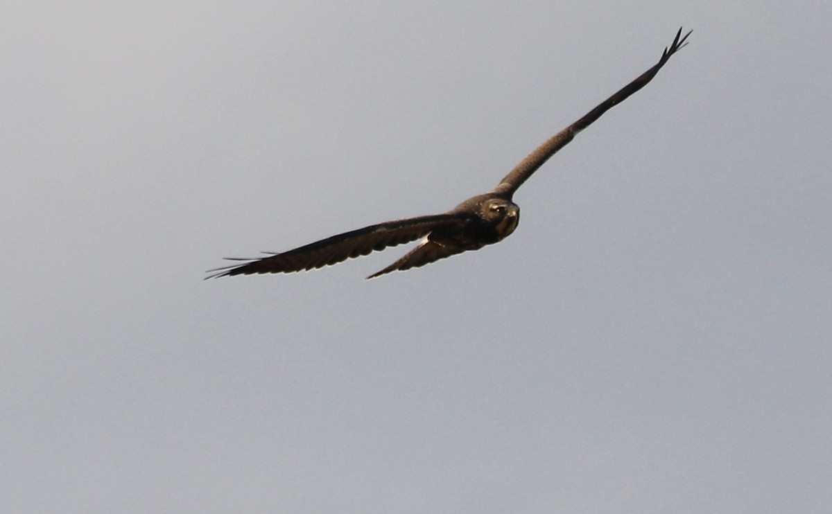 Swainson's Hawk - ML644285568