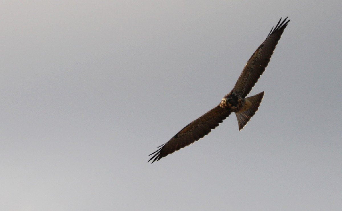 Swainson's Hawk - ML644285576