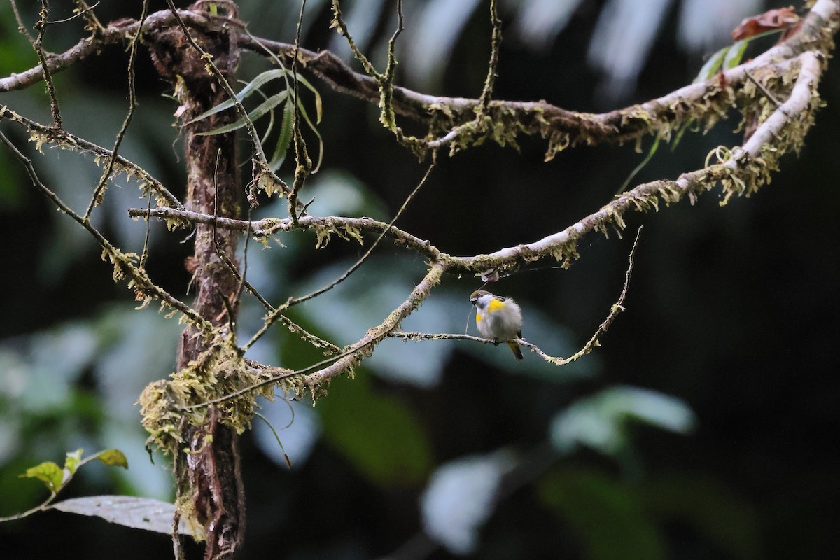Yellow-sided Flowerpecker - ML644285577