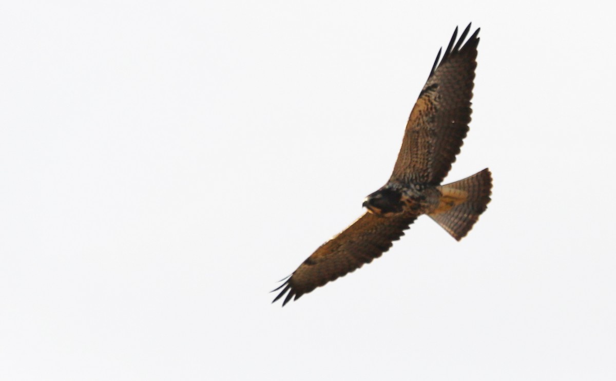 Swainson's Hawk - ML644285578