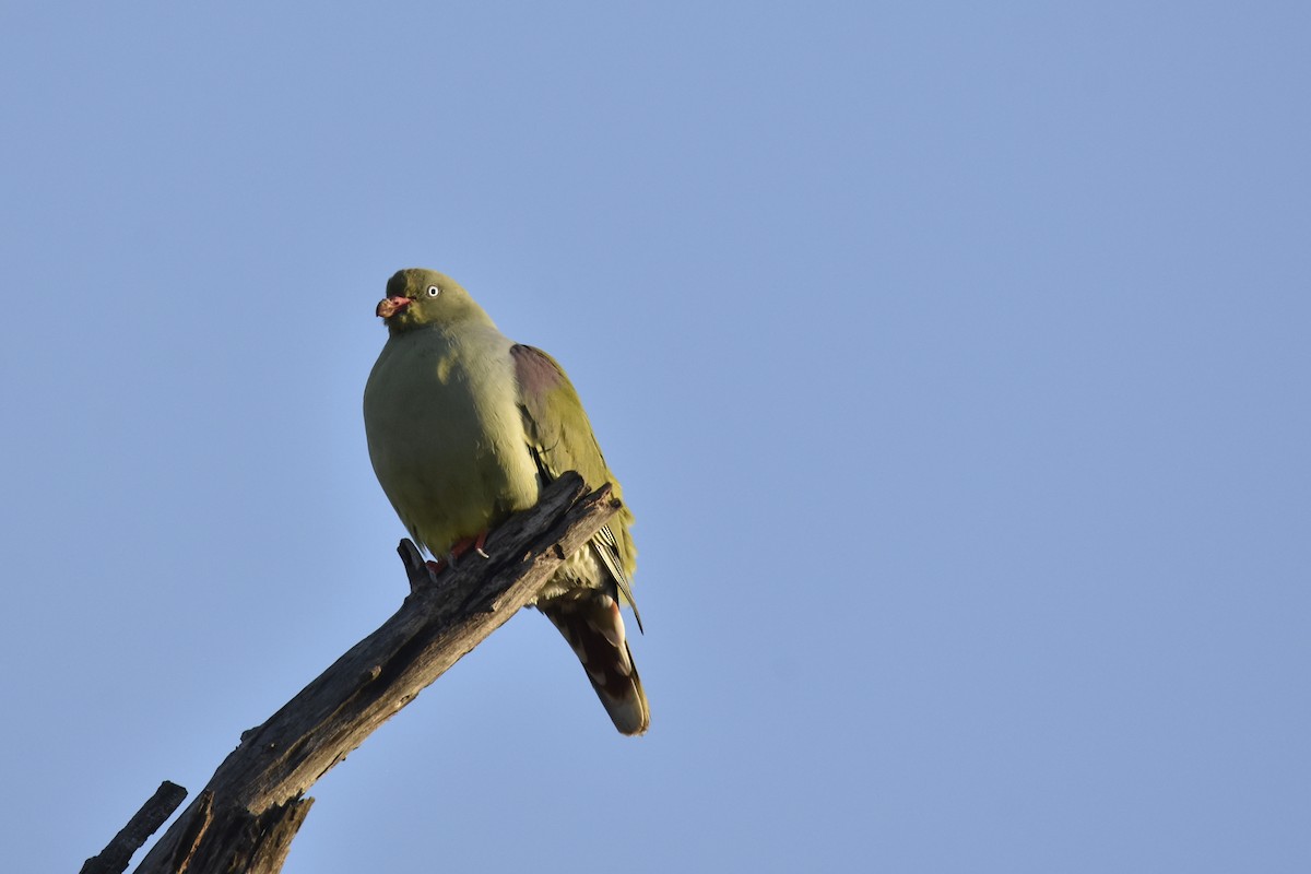 African Green-Pigeon - ML644285579