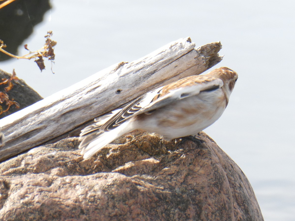 Snow Bunting - ML644285580