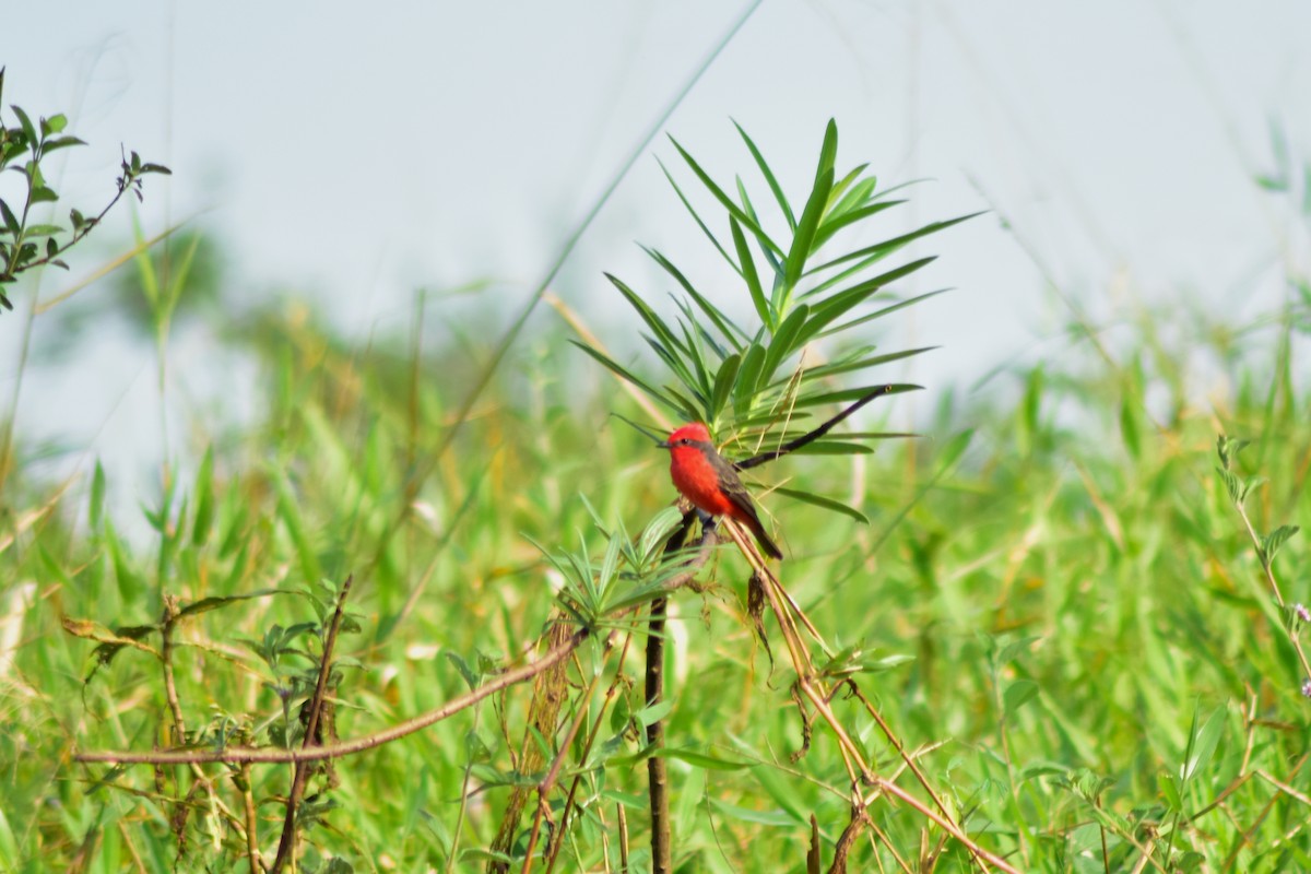Vermilion Flycatcher - ML644285581