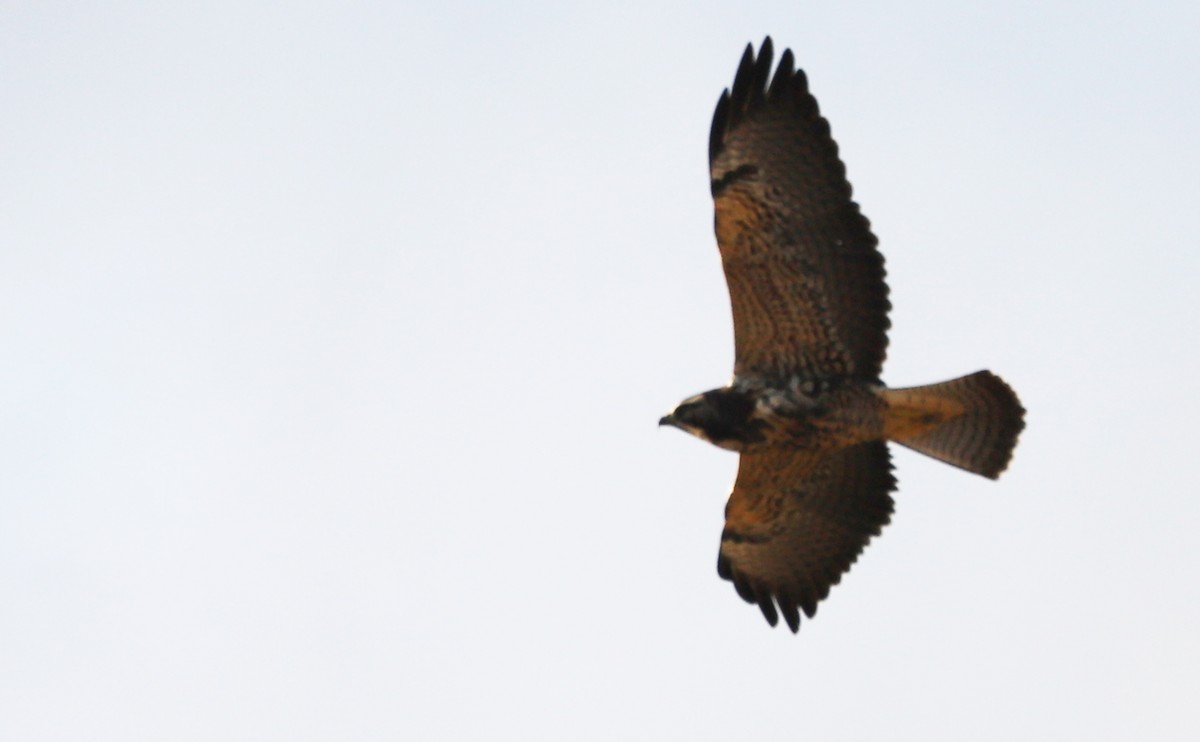 Swainson's Hawk - ML644285582