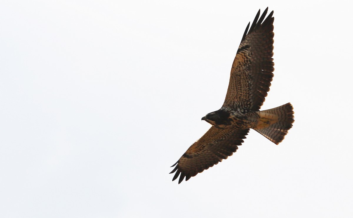 Swainson's Hawk - ML644285584