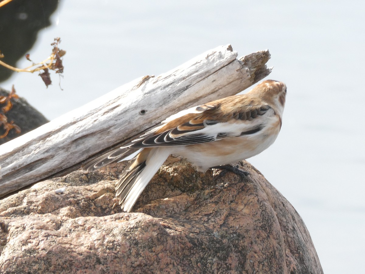Snow Bunting - ML644285585