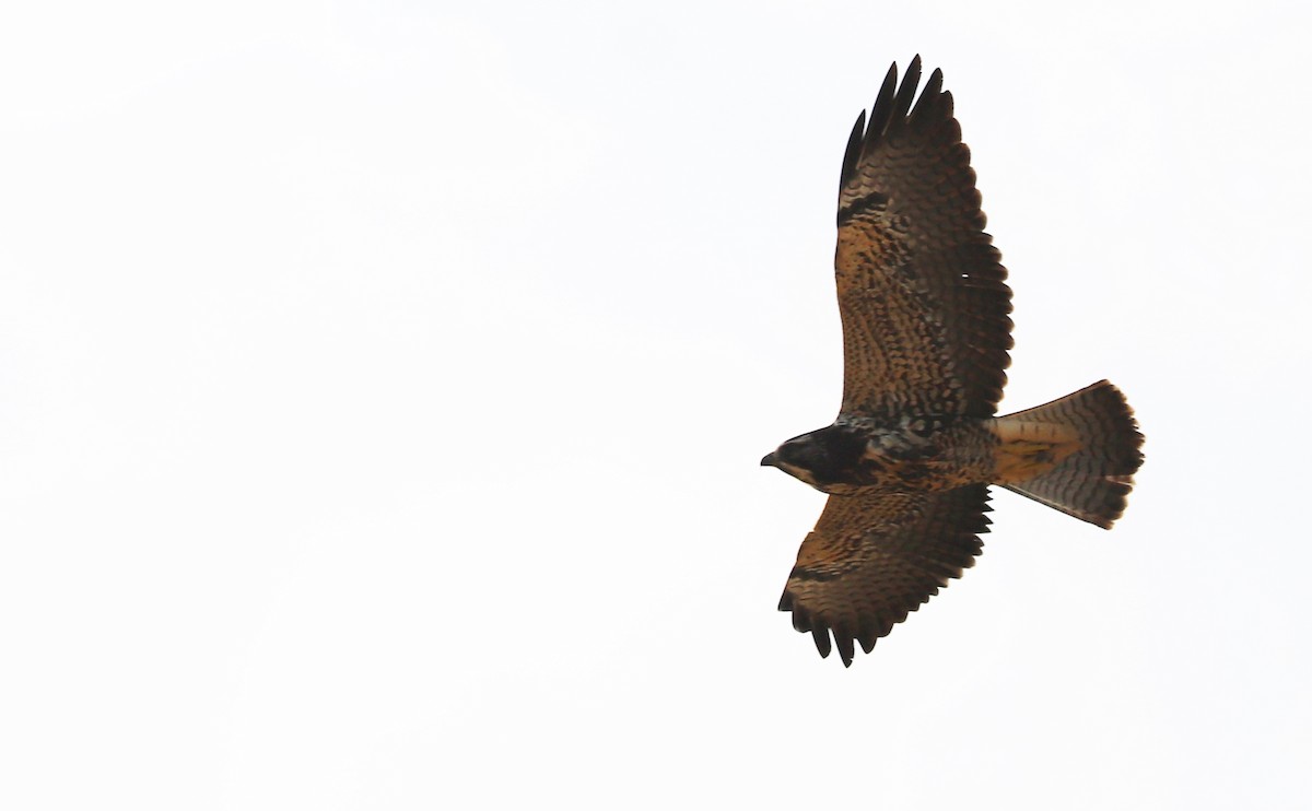 Swainson's Hawk - ML644285586