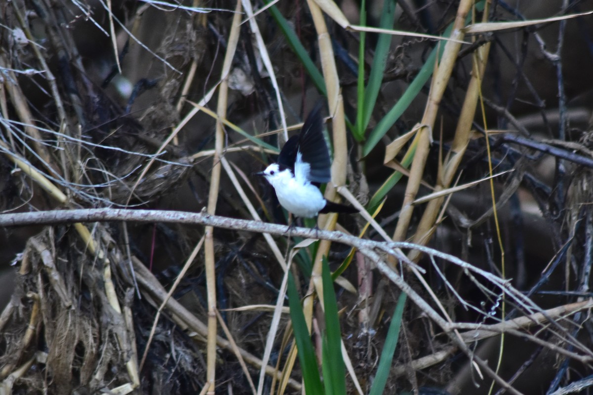 Black-backed Water-Tyrant - ML644285589