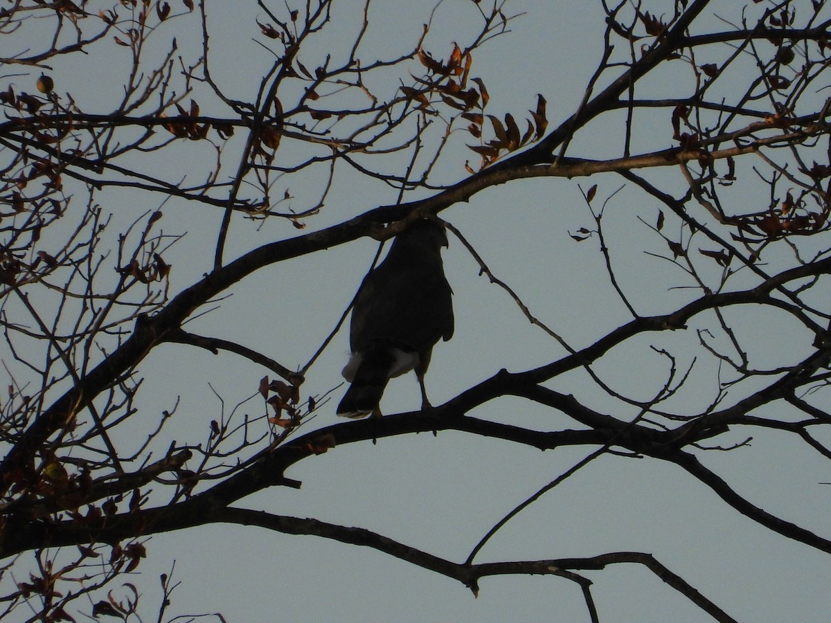 Sharp-shinned Hawk - ML644285590