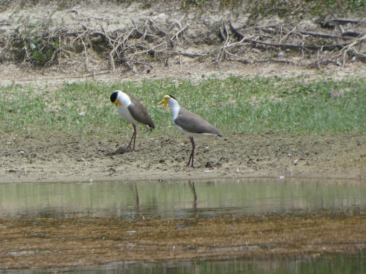 čejka australská (ssp. miles) - ML644285591