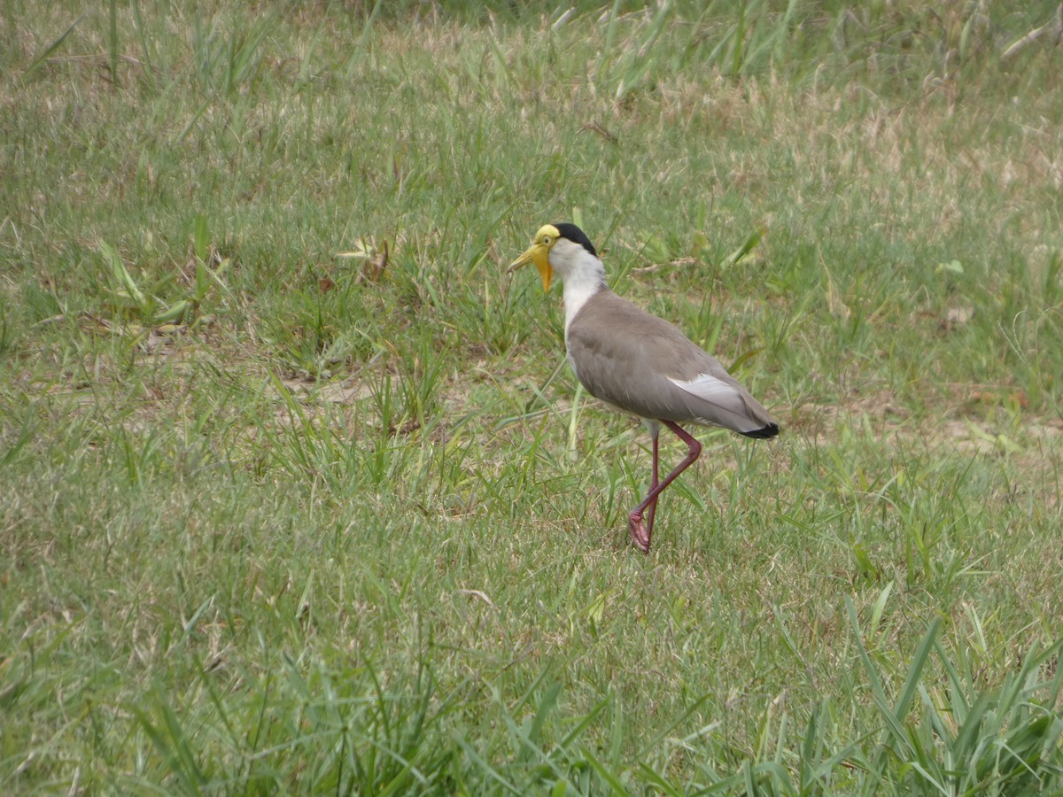 čejka australská (ssp. miles) - ML644285592