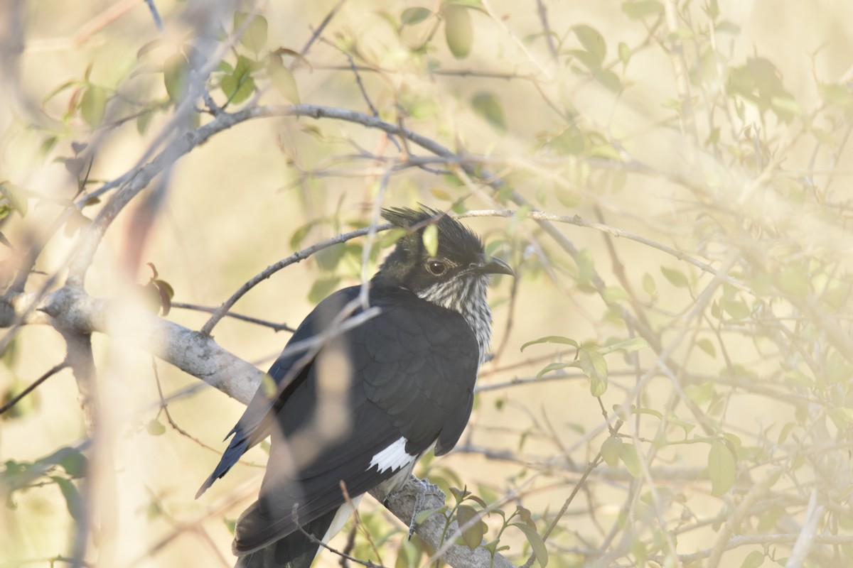 Levaillant's Cuckoo - ML644285593
