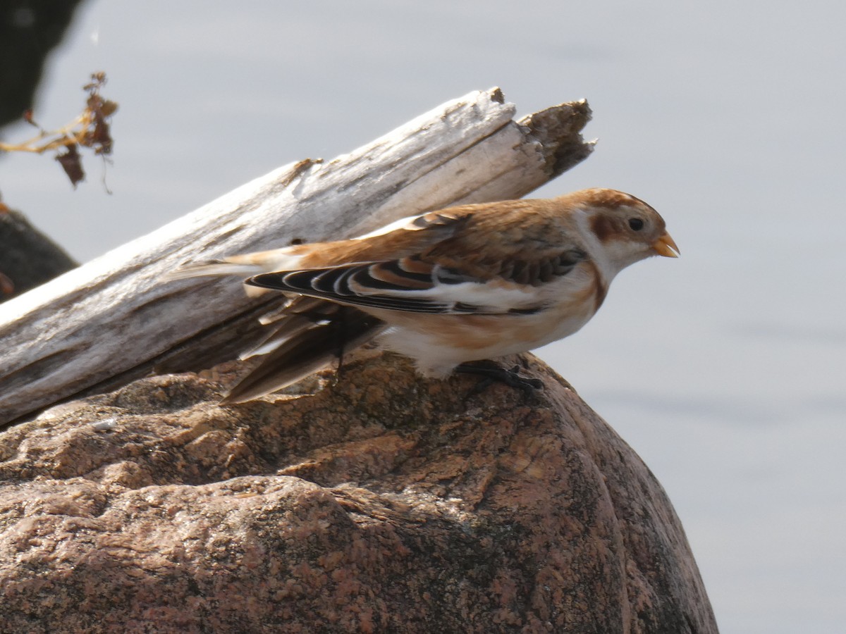 Snow Bunting - ML644285594