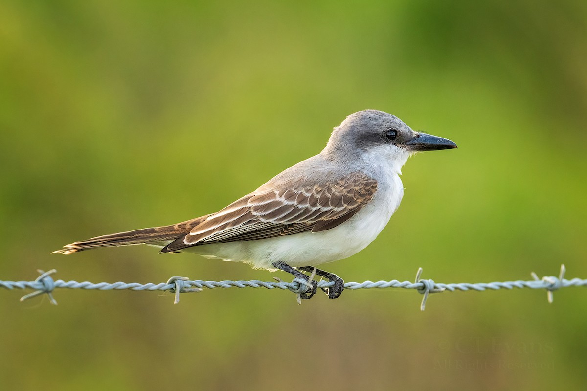 gråkongetyrann - ML644285595