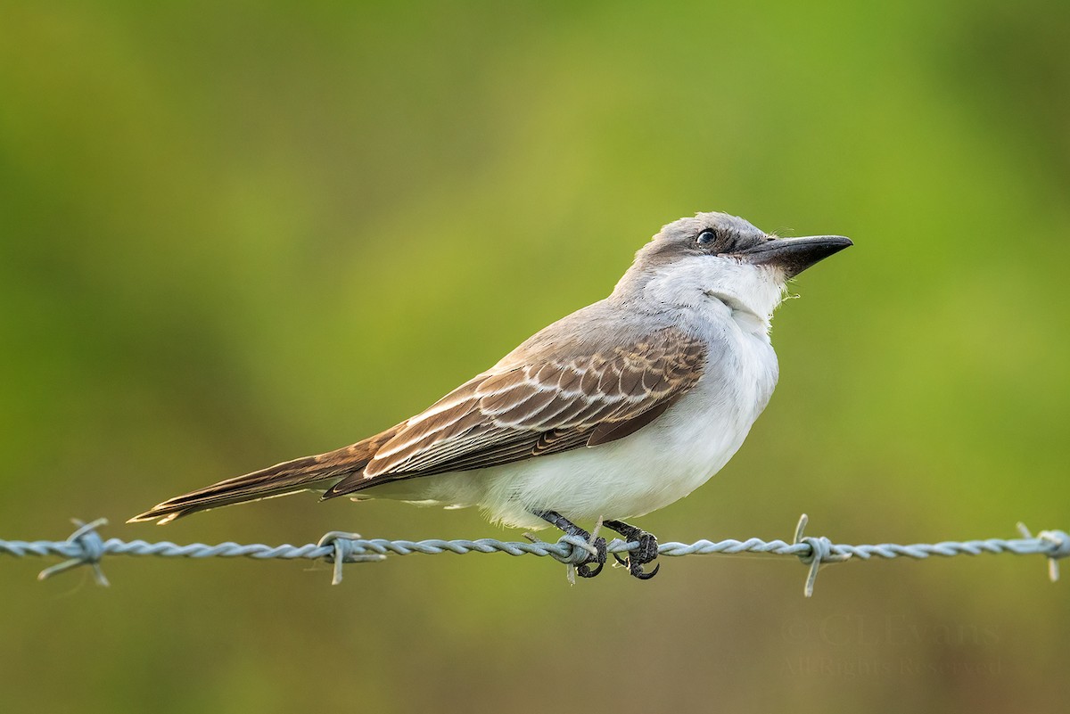 gråkongetyrann - ML644285596