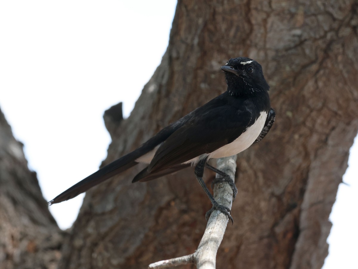 Willie-wagtail - ML644285597