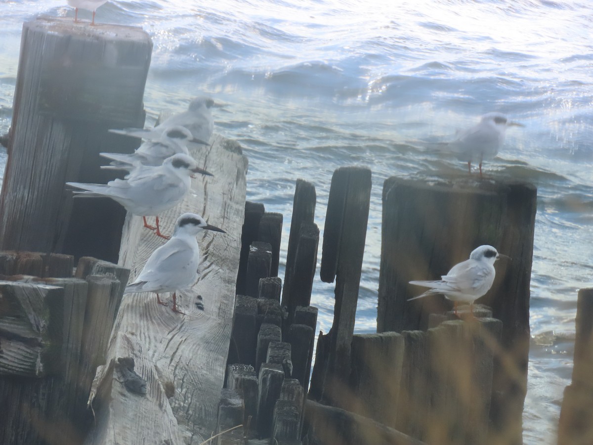 Крячок неоарктичний - ML644285599