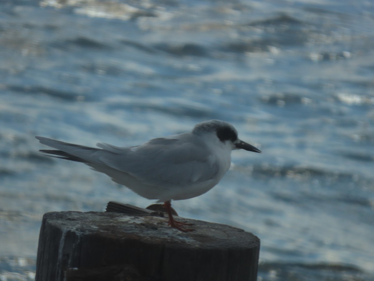 Крячок неоарктичний - ML644285600