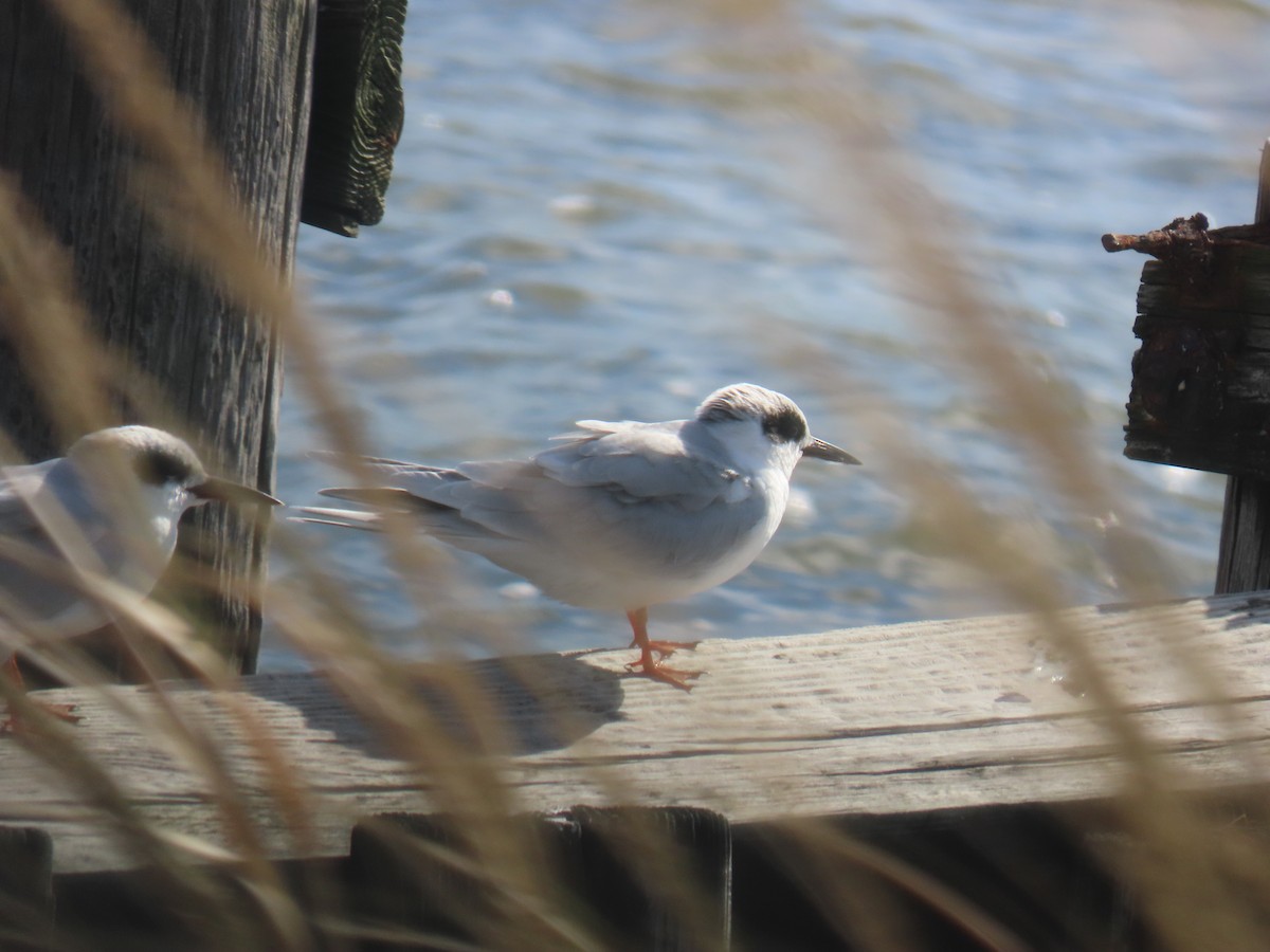 Крячок неоарктичний - ML644285601