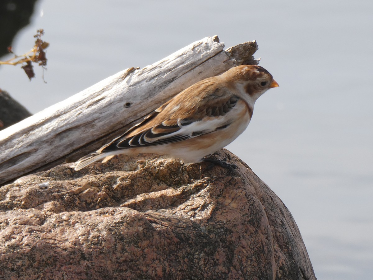 Snow Bunting - ML644285602
