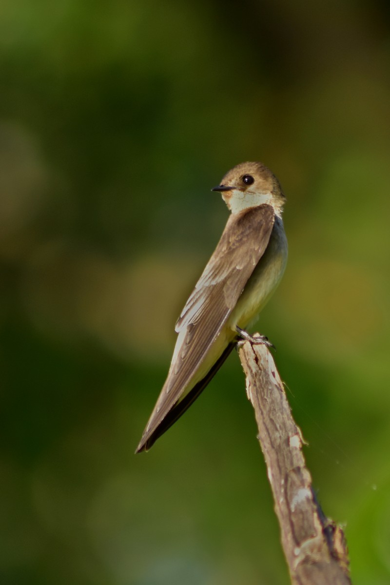 Golondrina Gorjirrufa - ML644285603