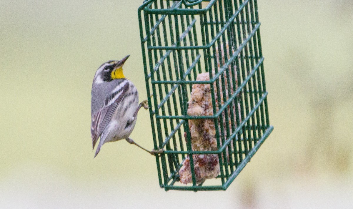 Yellow-throated Warbler - ML644285604