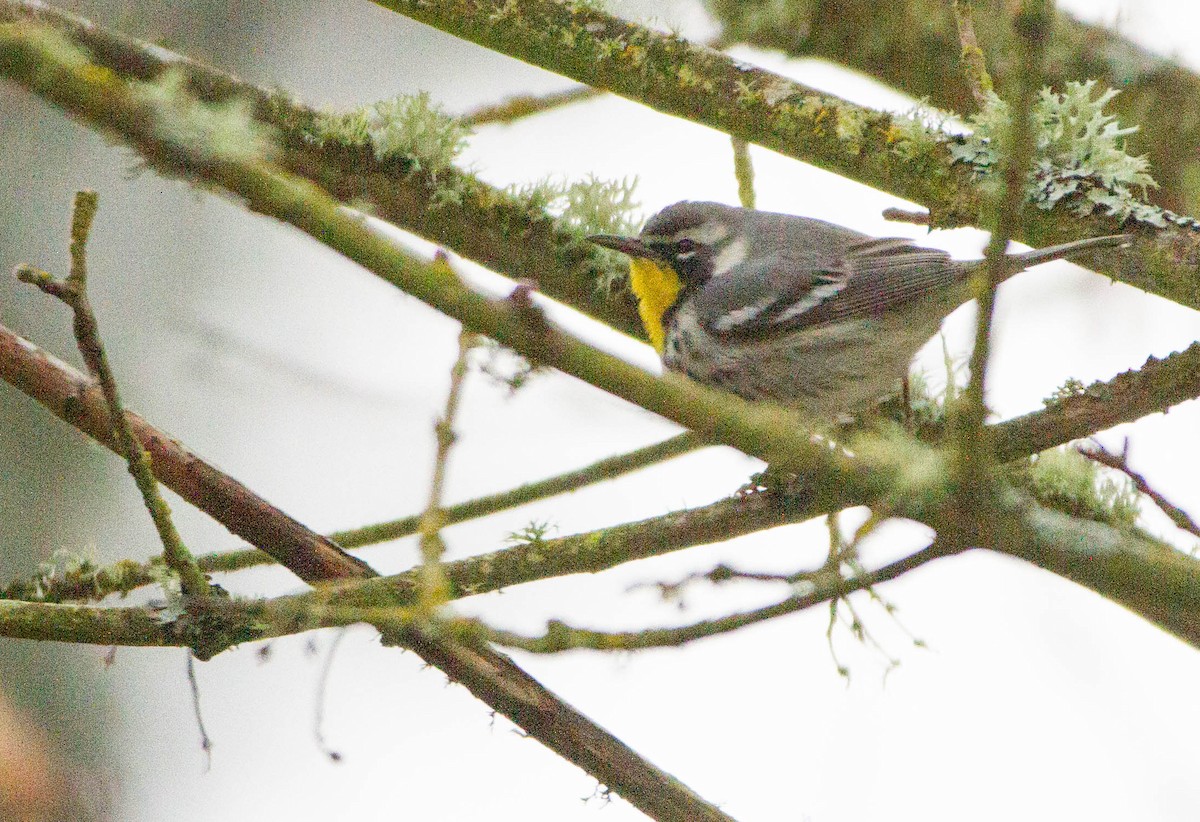 Yellow-throated Warbler - ML644285605
