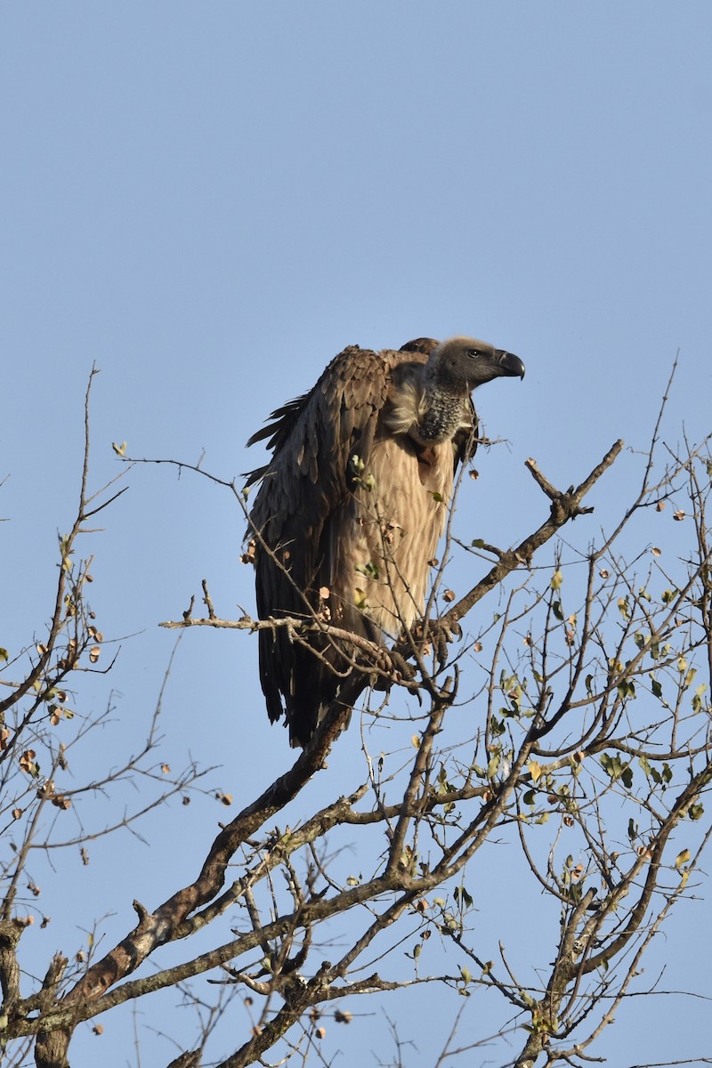 White-backed Vulture - ML644285607