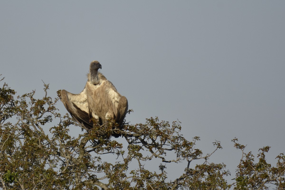 White-backed Vulture - ML644285608