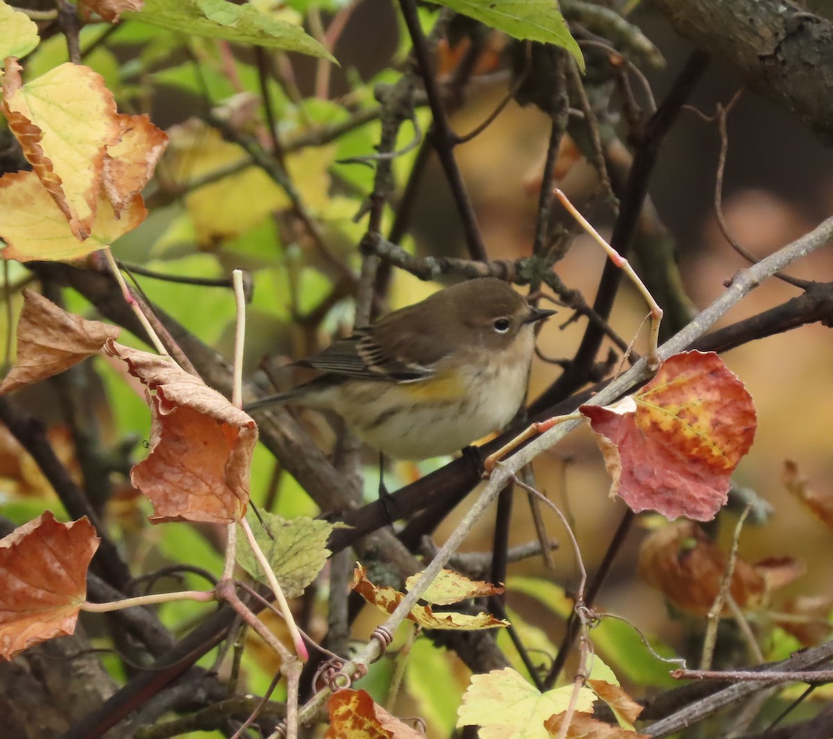Yellow-rumped Warbler - ML644285609